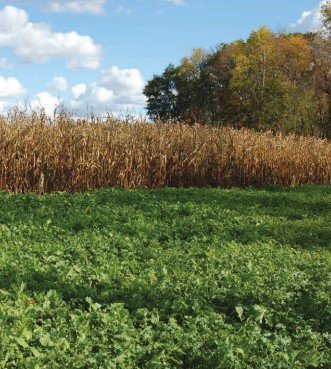 food plot cover