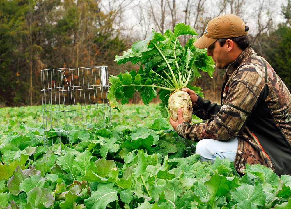 green globe turnip food plot