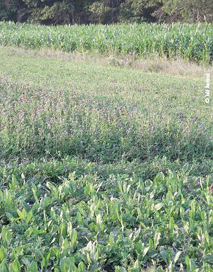 food plot variety