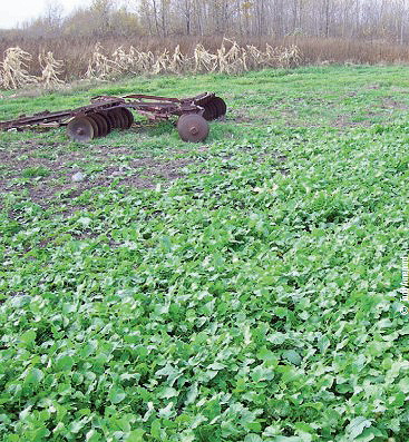 food plots