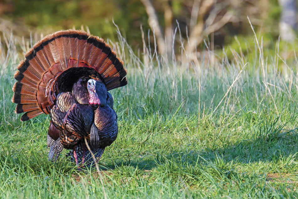 turkey tips funneling