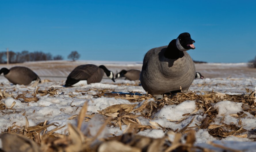 goose decoys