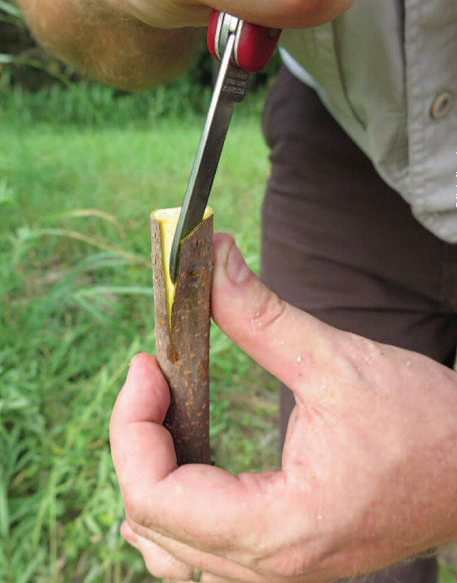 tree grafting step 2