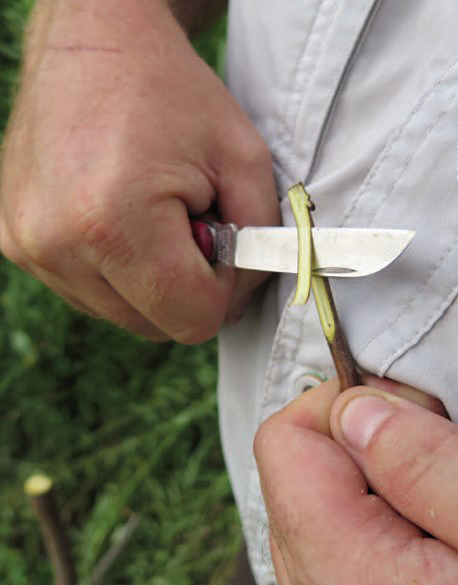 tree grafting step 3