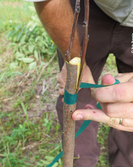 tree grafting step 6