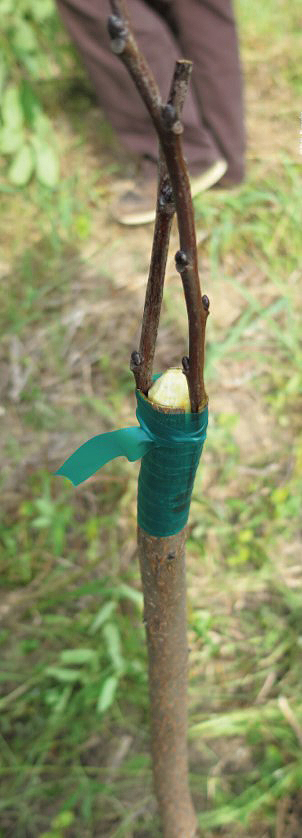 tree grafting step 7