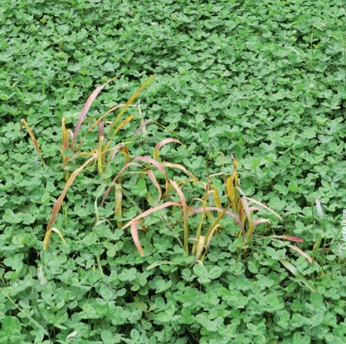 grass in clover