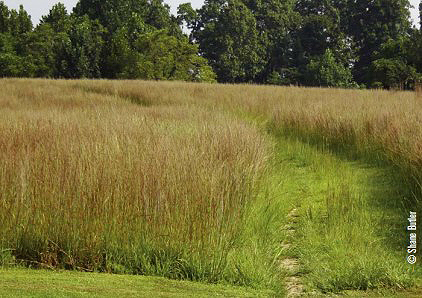 native grasses