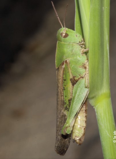 grasshopper