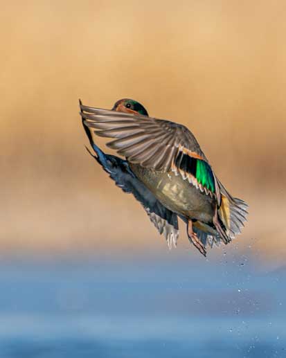 green winged teal