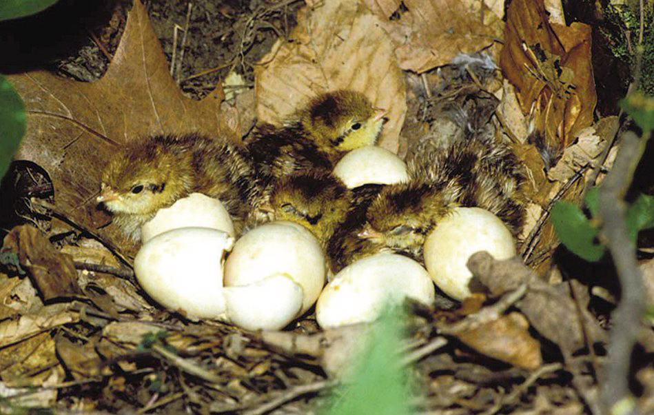 grouse chicks