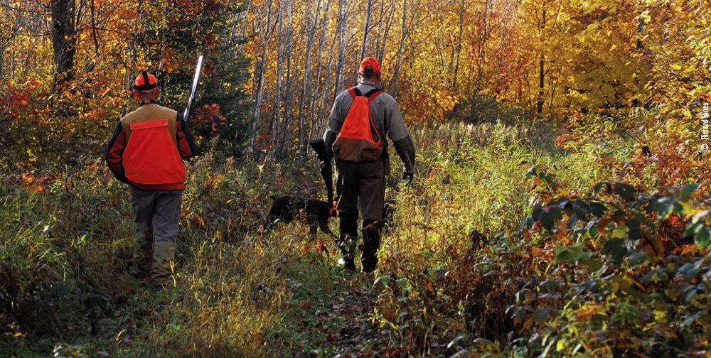 ruffed grouse hunting