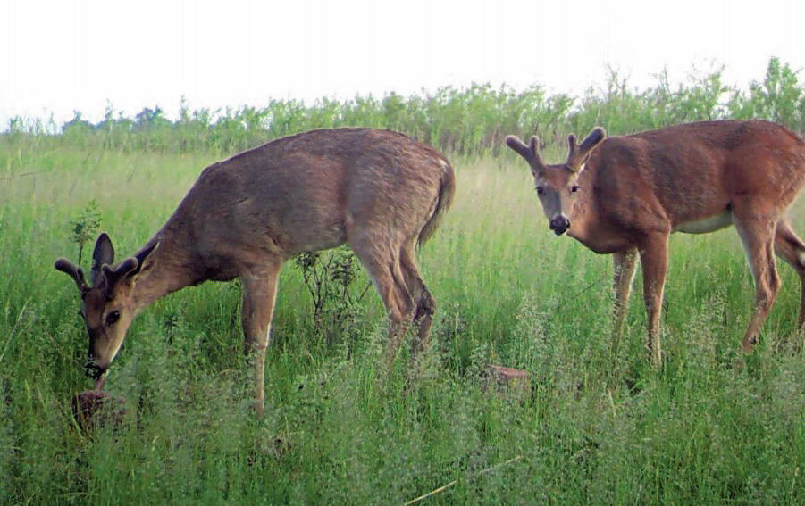 deer growing antlers