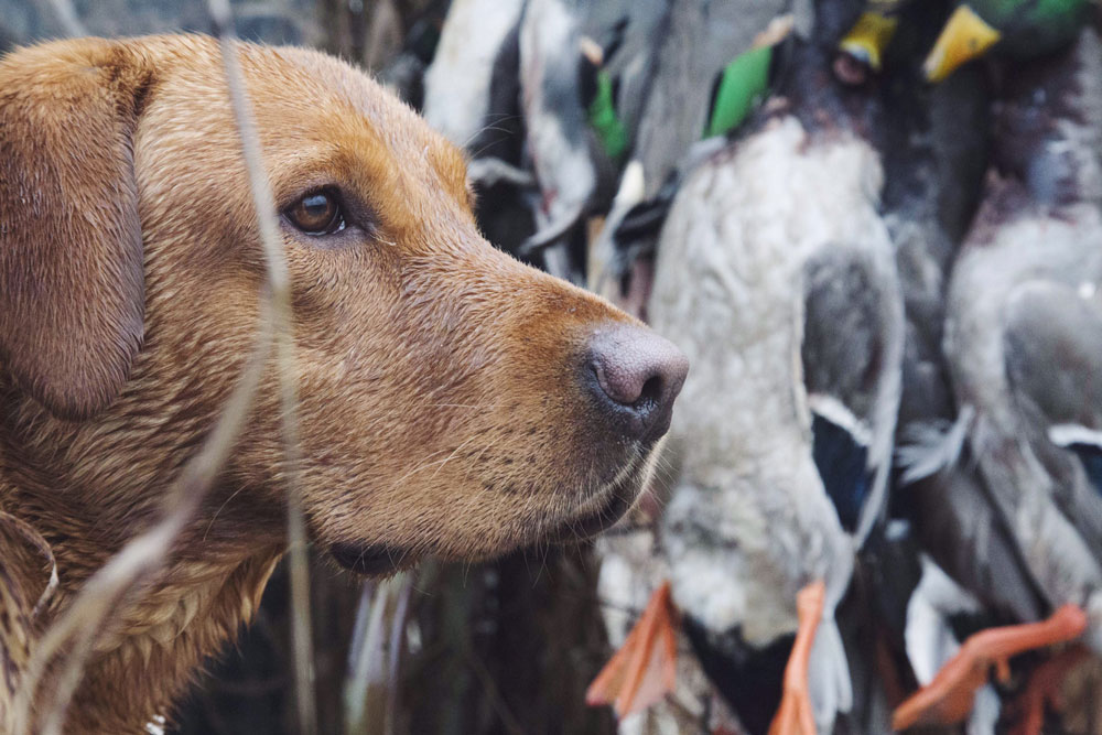 dog in duck blind