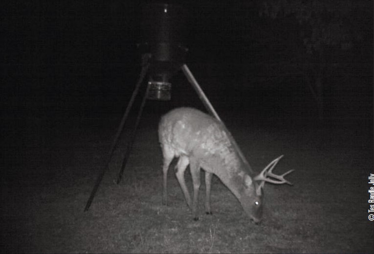 handle bar deer on game camera