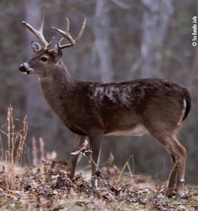 handle bars deer