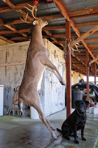 hanging deer