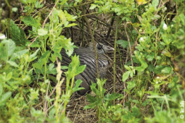 hen on nest