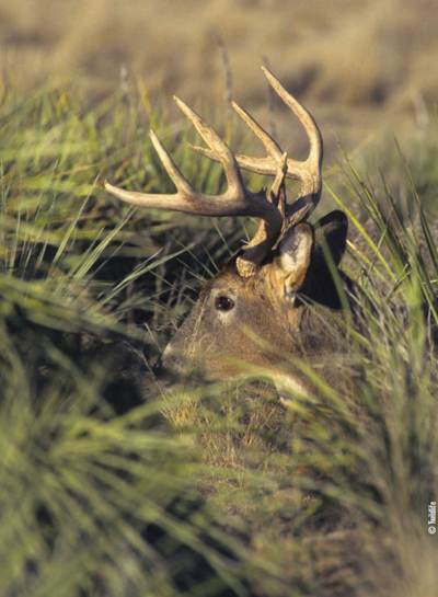 hiding whitetail