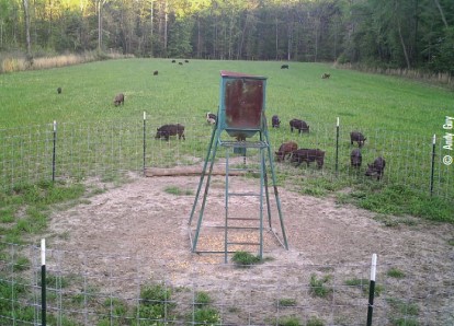 hog trap