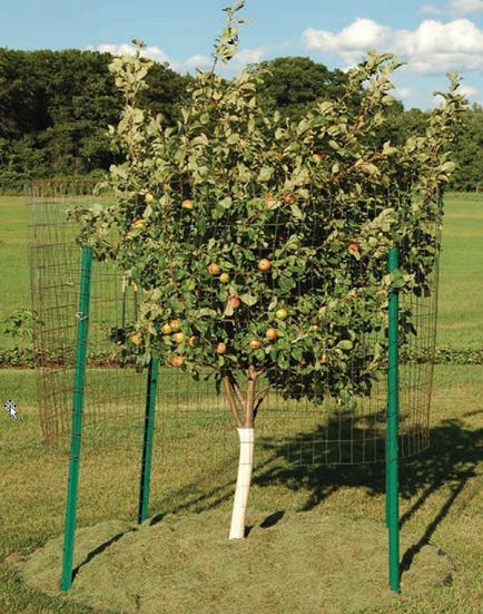 honeycrisp apple tree