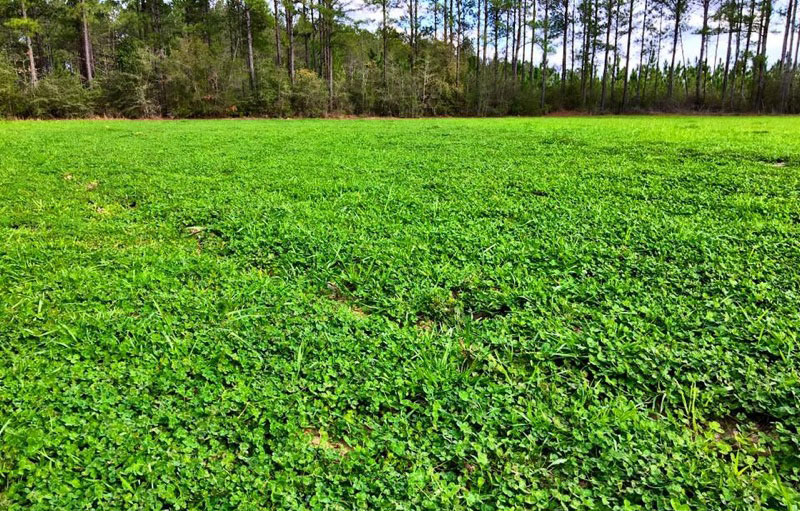 Hot Spot Food Plot