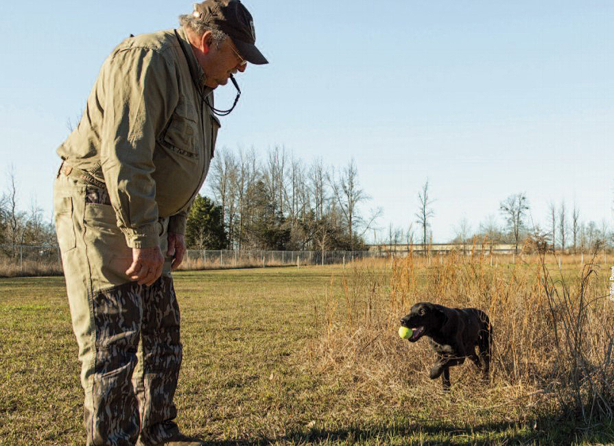 dog training