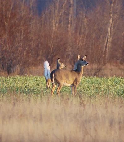 deer property