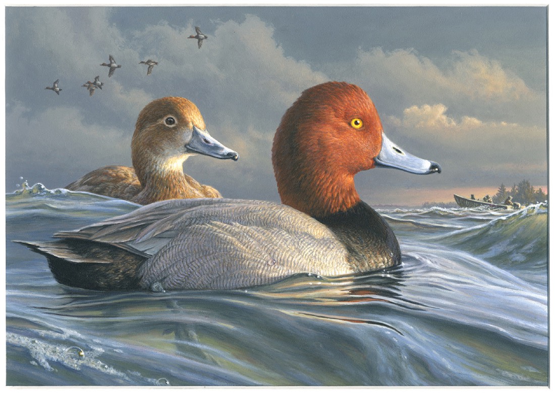 redhead ducks sit on a body of water, three hunters are in a camo boat in the background