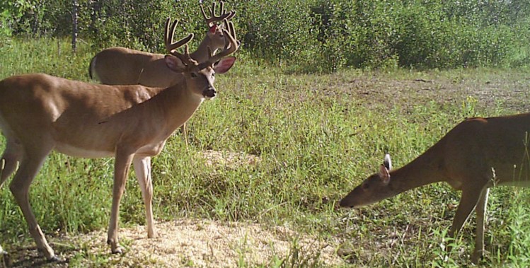 July bucks