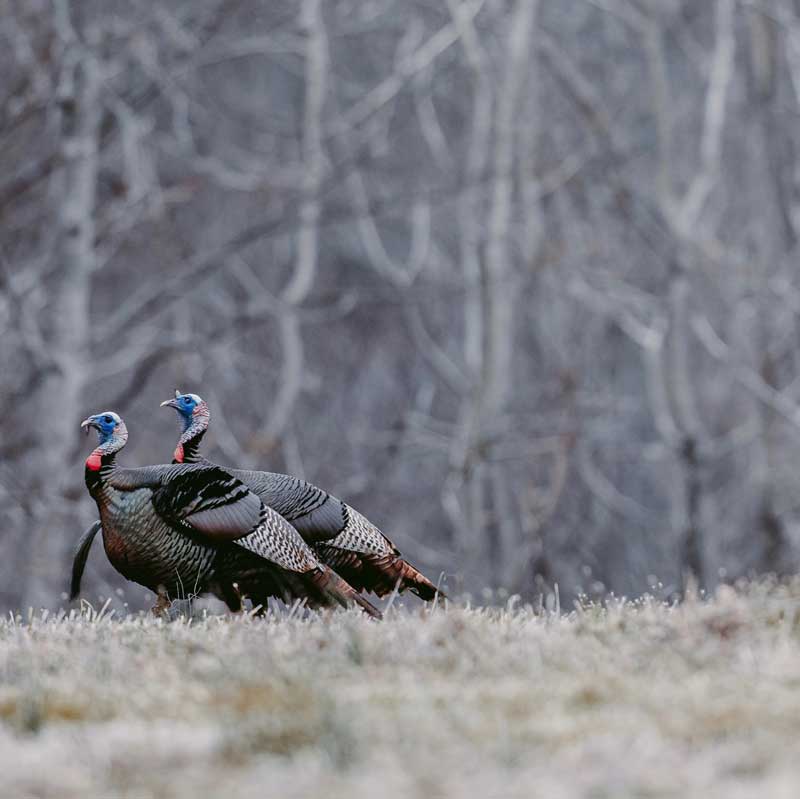 Kerry Wix wild turkeys