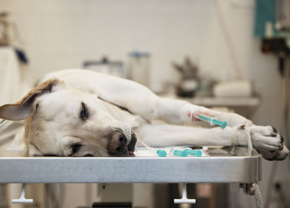 lab at vet