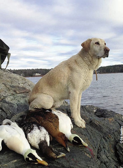 lab duck hunting