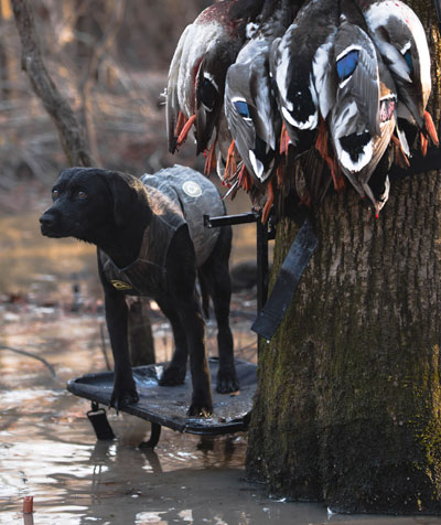 lab in neoprene vest