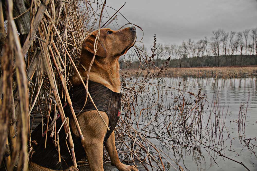 lab in neoprene vest