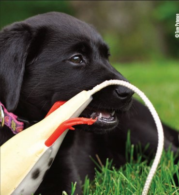 lab pup