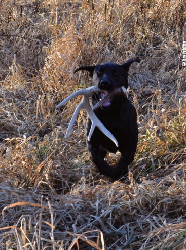 lab with shed antler