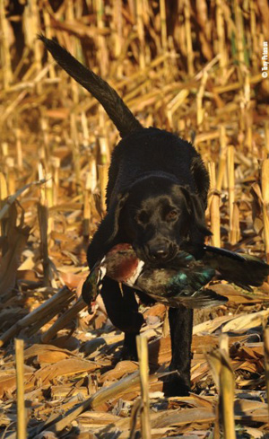 labrador retriever