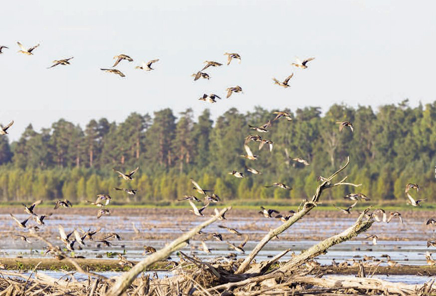 landing ducks