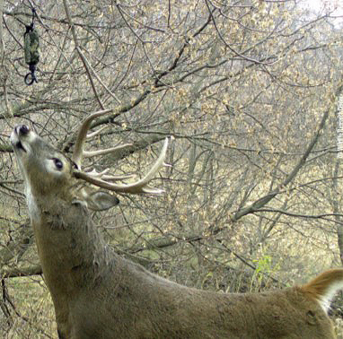 licking branch