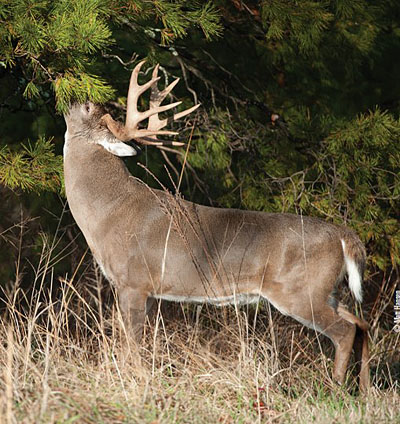 licking branch