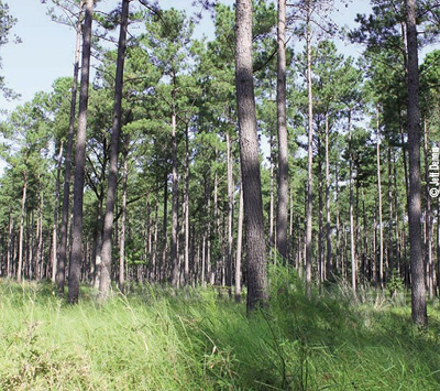 loblolly stand