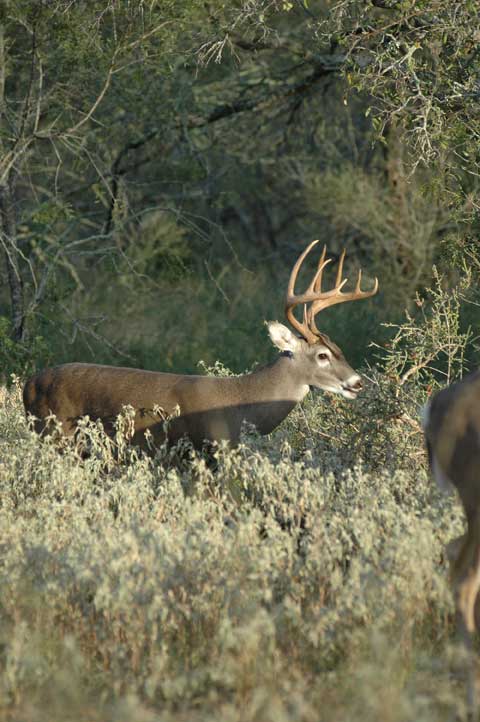 deer in thicket