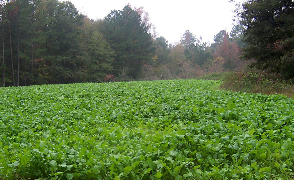 food plot for deer