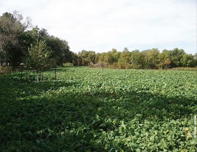 lush food plot