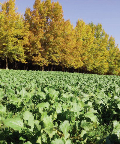 major food plot