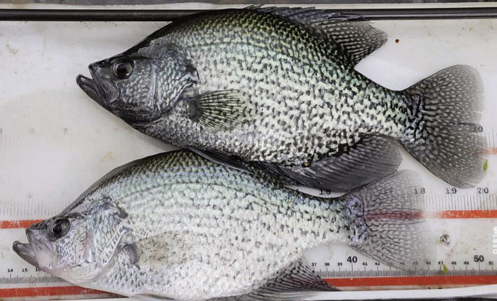 male female crappie