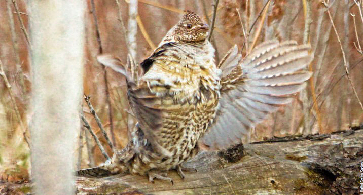 male grouse