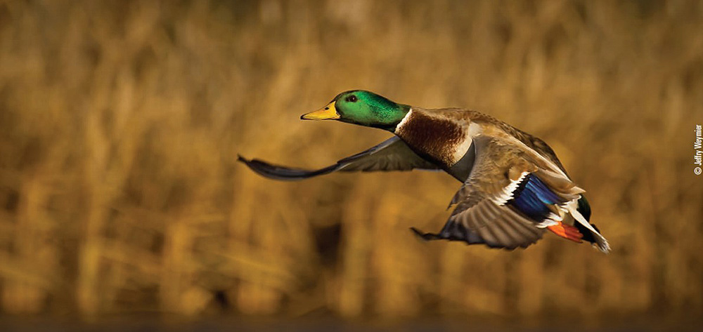 mallard