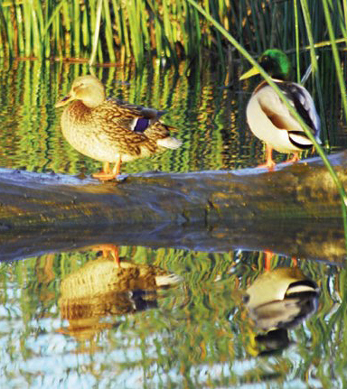 mallards